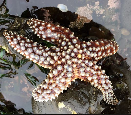 estrella de mar gigante